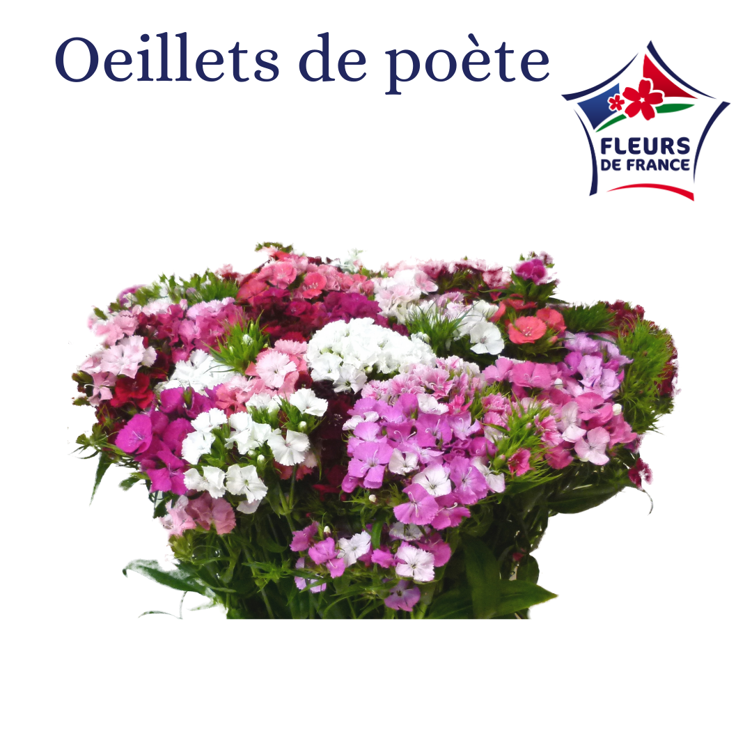 OEILLET DE P. VARIE 50 DU VAR Fl de France